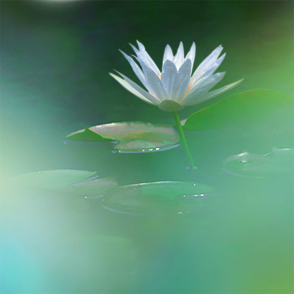 Nippon Kodo KA-FUH Platina Blue Water Lily (27552, 27551)