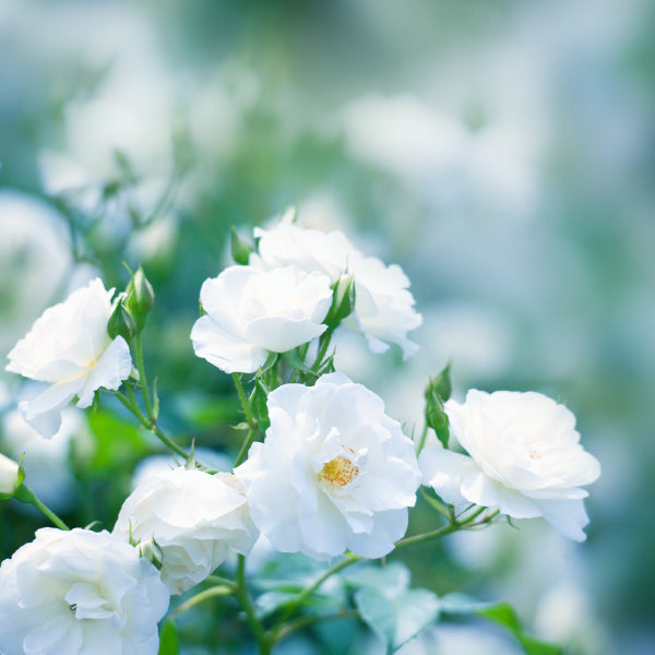 Nippon Kodo Kataribe White Rose (26141, 26142)