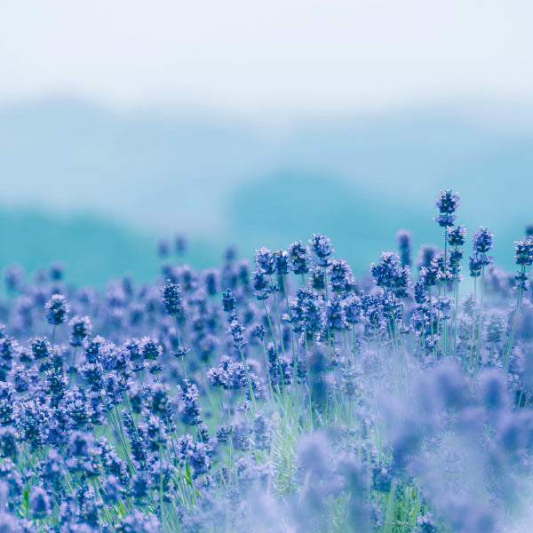 Nippon Kodo Kataribe Lavender (26111, 26112)