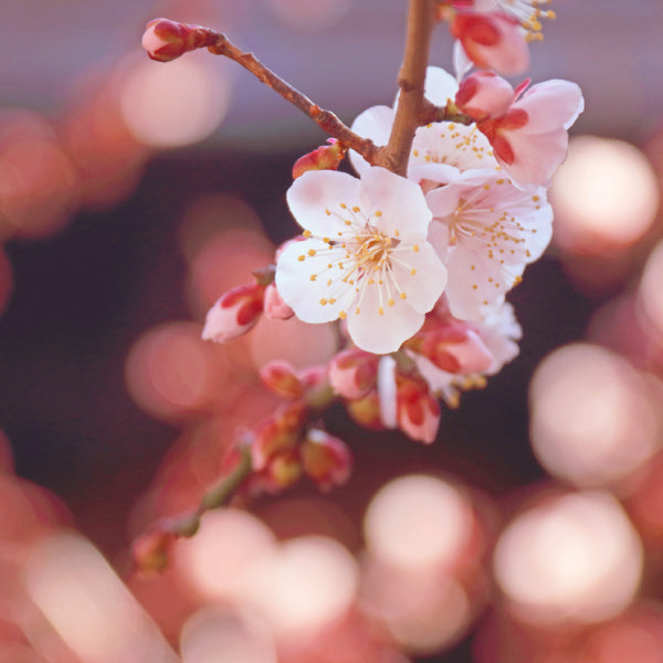 Nippon Kodo Kataribe White Plum (26121, 26122)