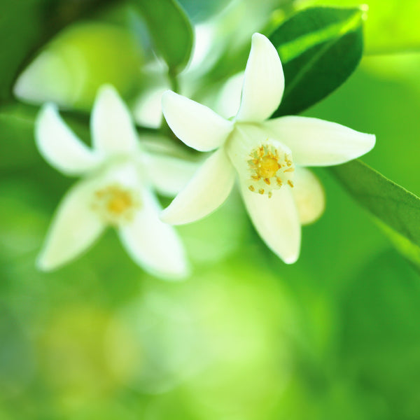 Nippon Kodo Kataribe Hanatachibana (Neroli) (26131, 26132)