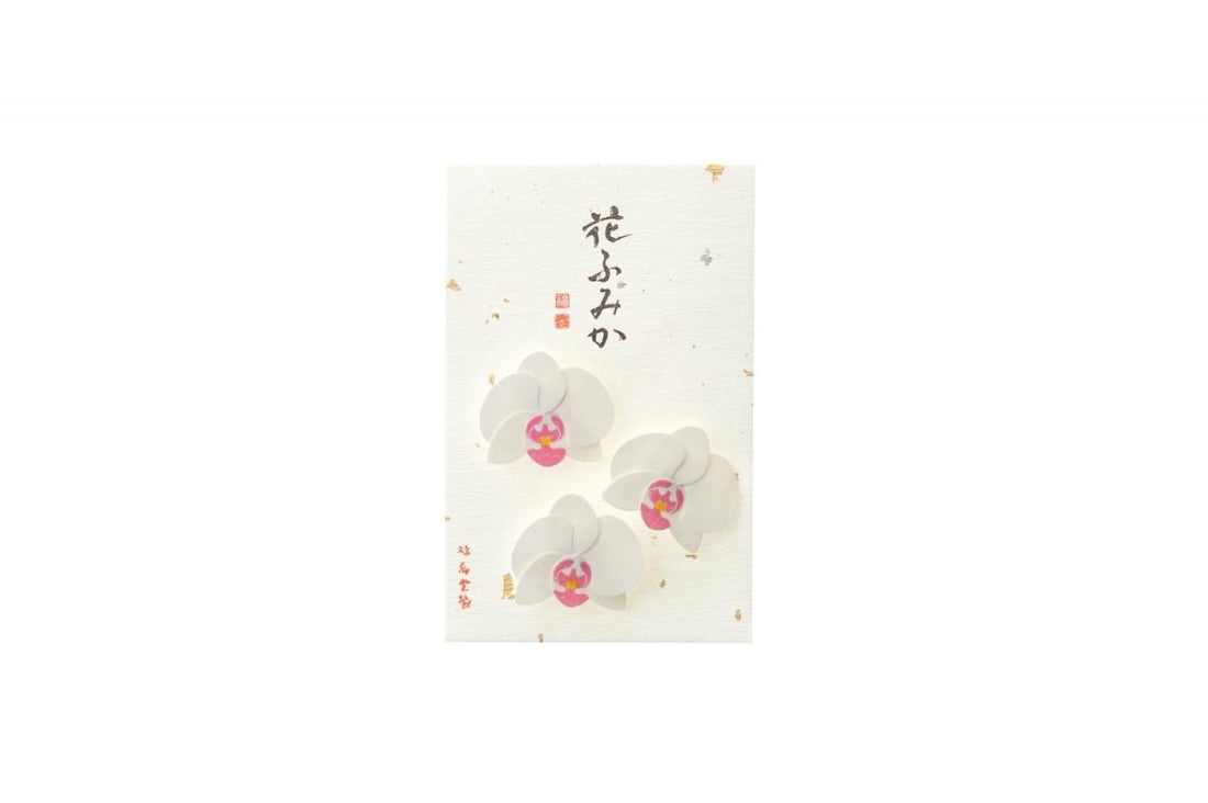 Kyukyodo Fumikoh Hana Fumika Ran (Orchid) (140348464)