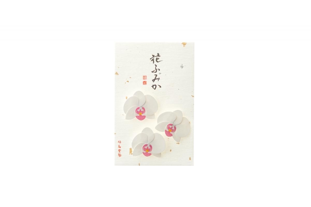 Kyukyodo Fumikoh Hana Fumika Ran (Orchid) (140348464)