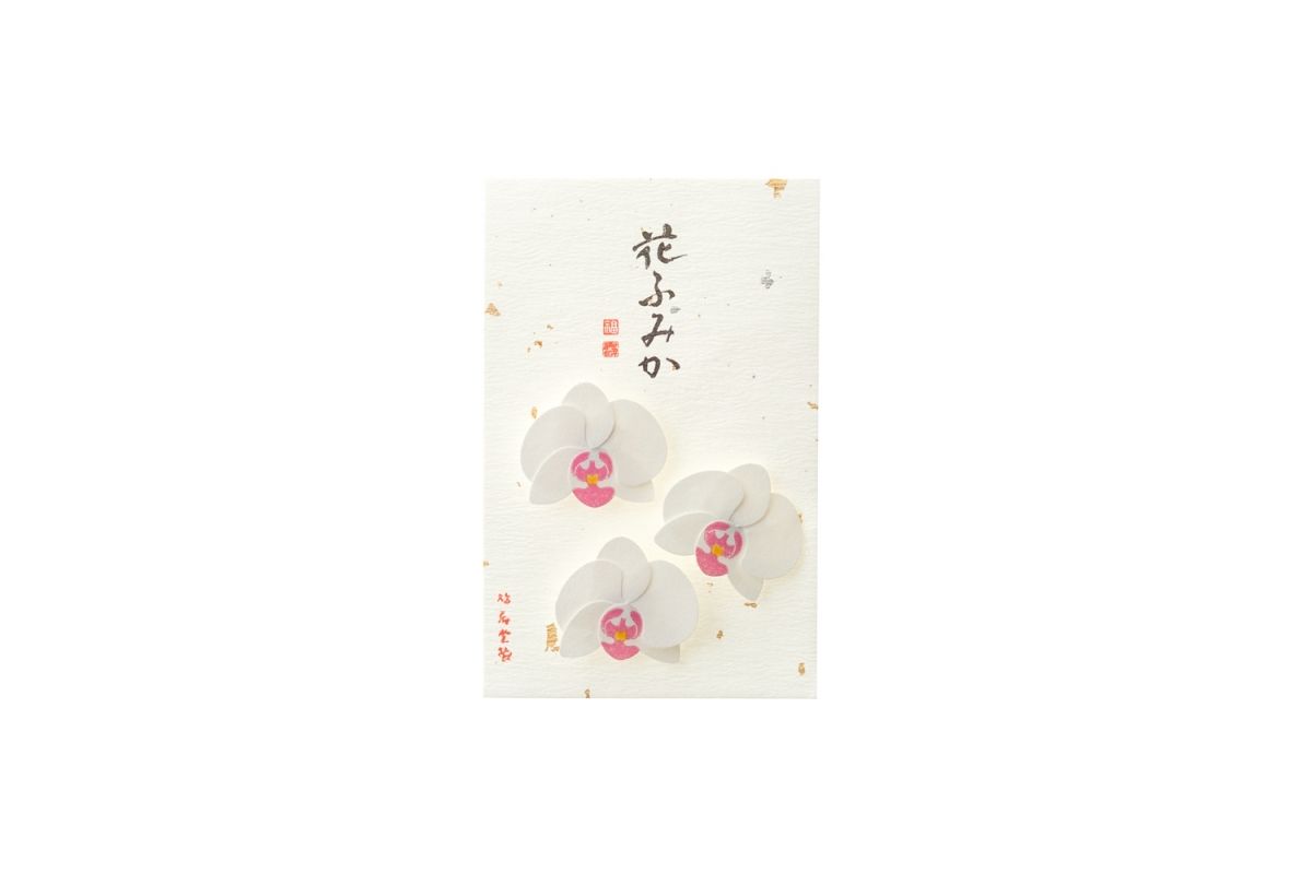 Kyukyodo Fumikoh Hana Fumika Ran (Orchid) (140348464)