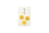 Kyukyodo Fumikoh Hana Fumika Suisen (Narcissus) (140348467)