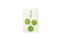 Kyukyodo Fumikoh Hana Fumika Ao Momiji (Green Maple) (140348469)